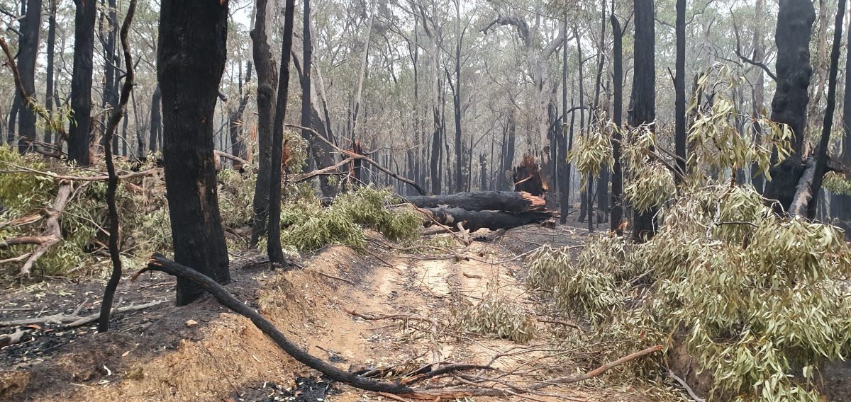 Burning log across a road