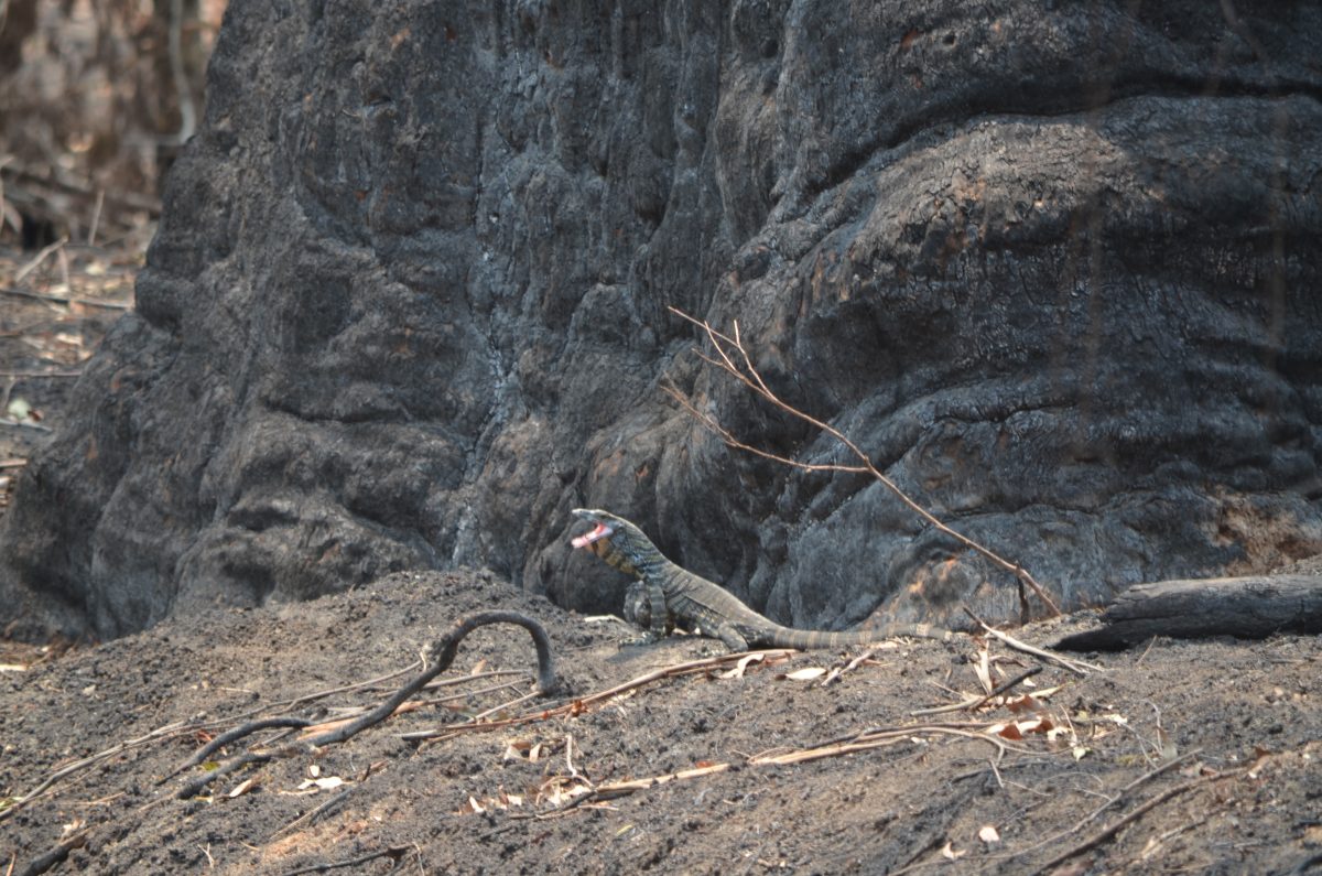 Black Summer Bushfires