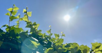 Water restrictions arrive in Yass, Nimmitabel as dam levels drop