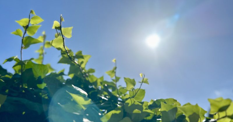 Water restrictions arrive in Yass, Nimmitabel as dam levels drop