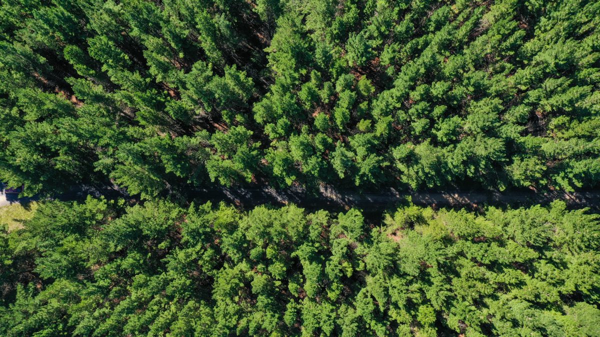 Both perfectly-shaped Christmas trees were selected from Penrose State Forest in the NSW Southern Highlands. 