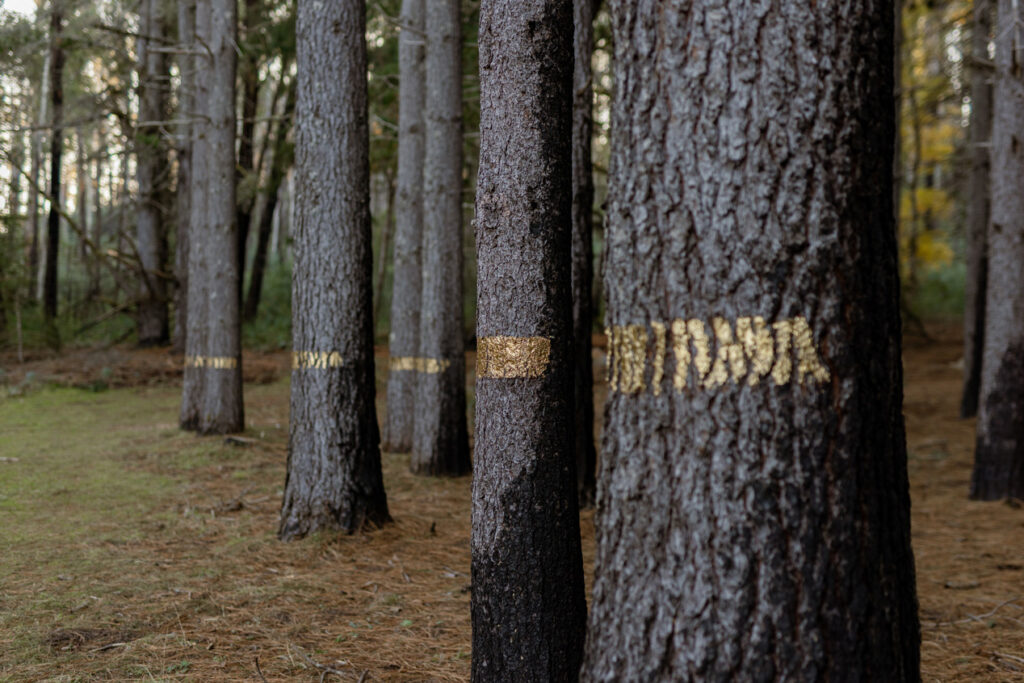 Robyn Veneer Sweeney, <em>Containment Lines</em>, Pilot Hill Arboretum Sculpture Forest.