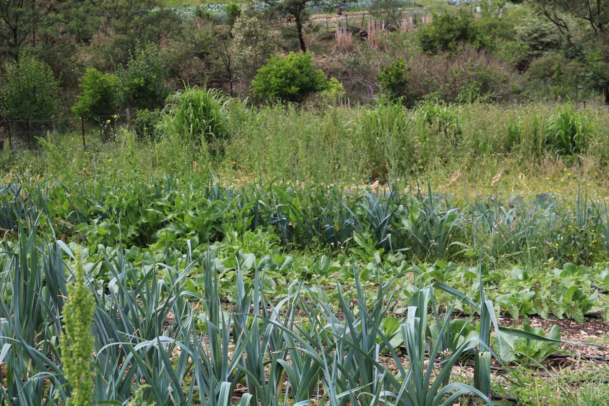 Rows of vegetables in a field