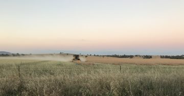 Ill-timed rain means grain farmers struggling to reap what they've sown but cherries continue to shine