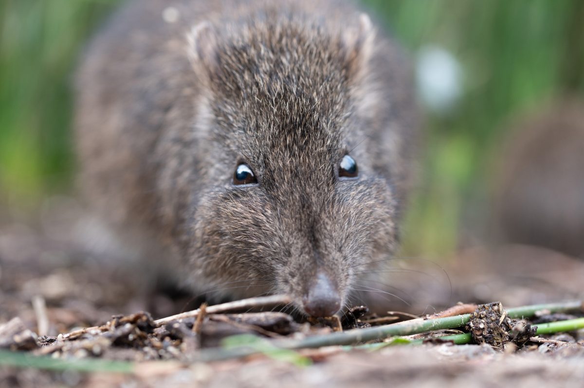 The long-nosed Potoroo is one of five threatened species on the site of Mirador Stage 13 development. 