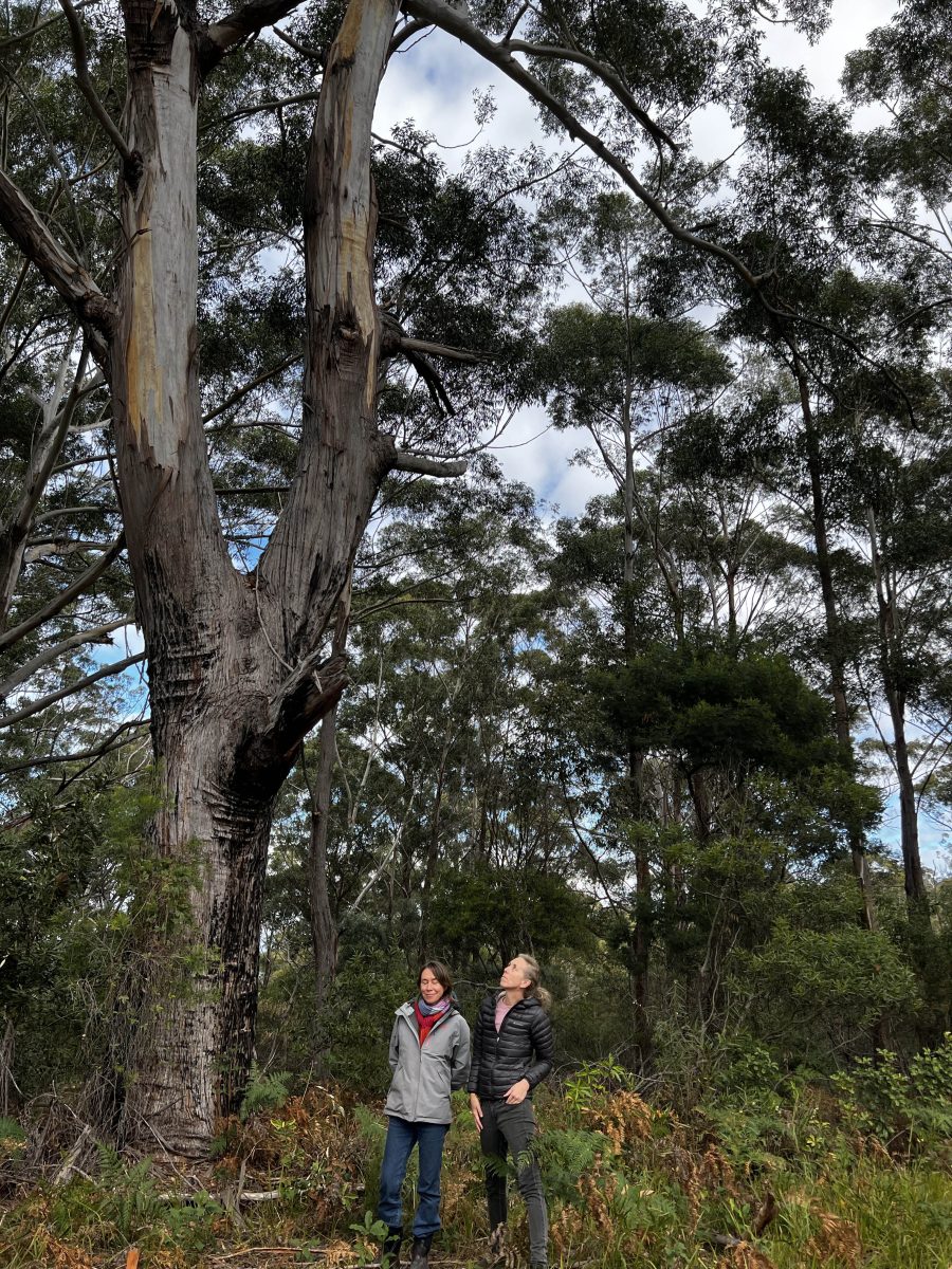 Tura Beach residents standing by mature eucalyptus habitat on the site of the Mirador Stage 13 development.