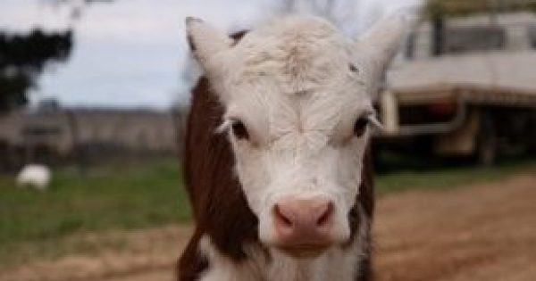 Pet calf 'Taffy' allegedly stolen near Jindabyne, police investigate