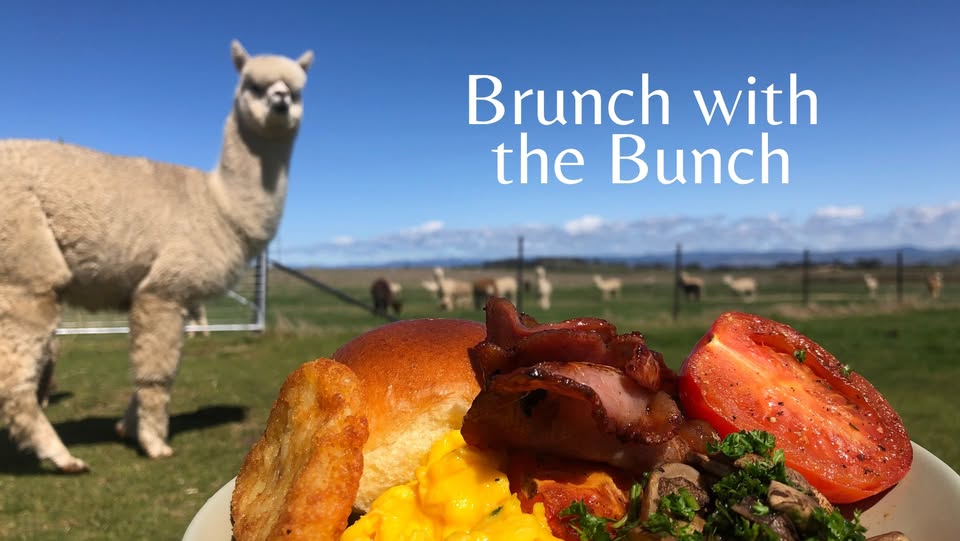 Photo of a meal with a llama in the background