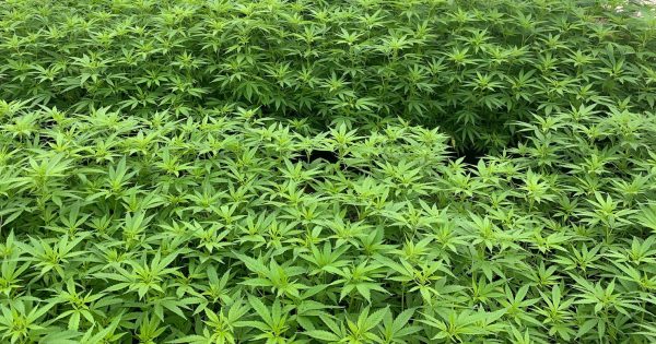 $31 million worth of cannabis allegedly seized near Goulburn