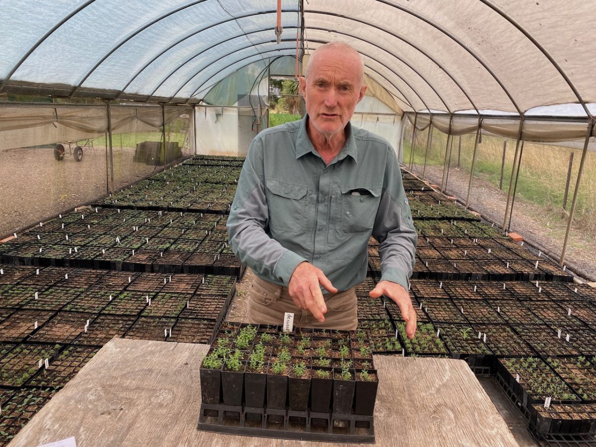 Andrew Studdert thins Melaleuca decussate (Honey Myrtle) seedlings at Danganelly Nursery. 