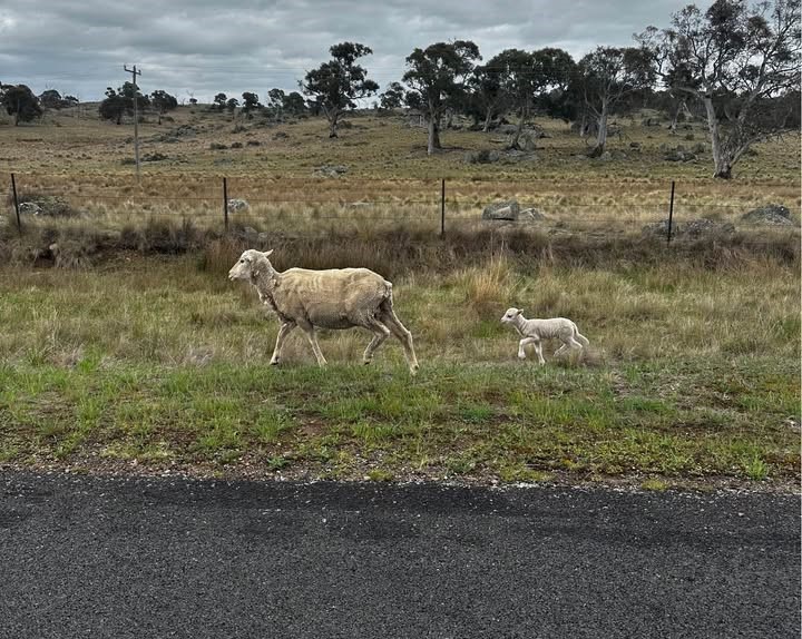 sheep by a road