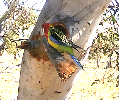 An Eastern Rosella checking out the hollow created by the Hollowhog tree boring tool.