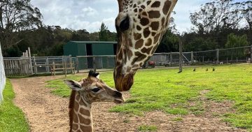 'Wonderful surprise': New faces to Mogo Wildlife Park arrive in quick succession