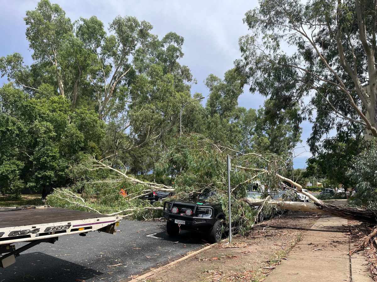 fallen tree on top of ute