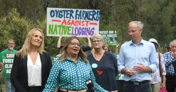 Federal Greens pledge $140 million for forestry communities if logging stops in NSW