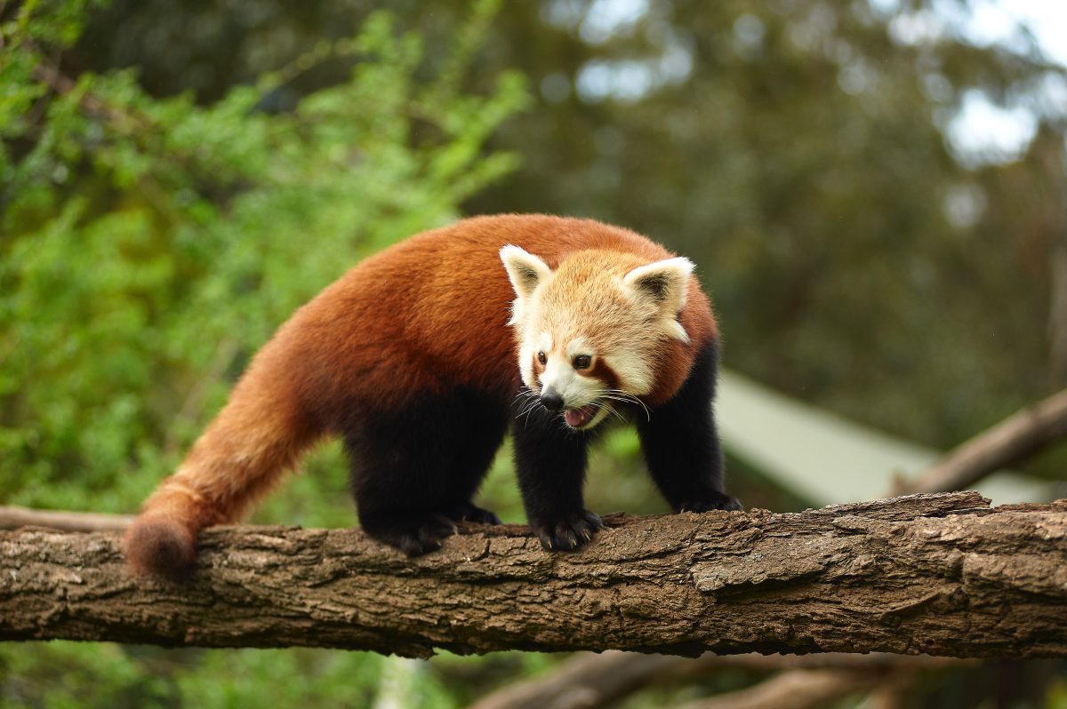 Red panda numbers are in decline around the world so every birth is significant. 