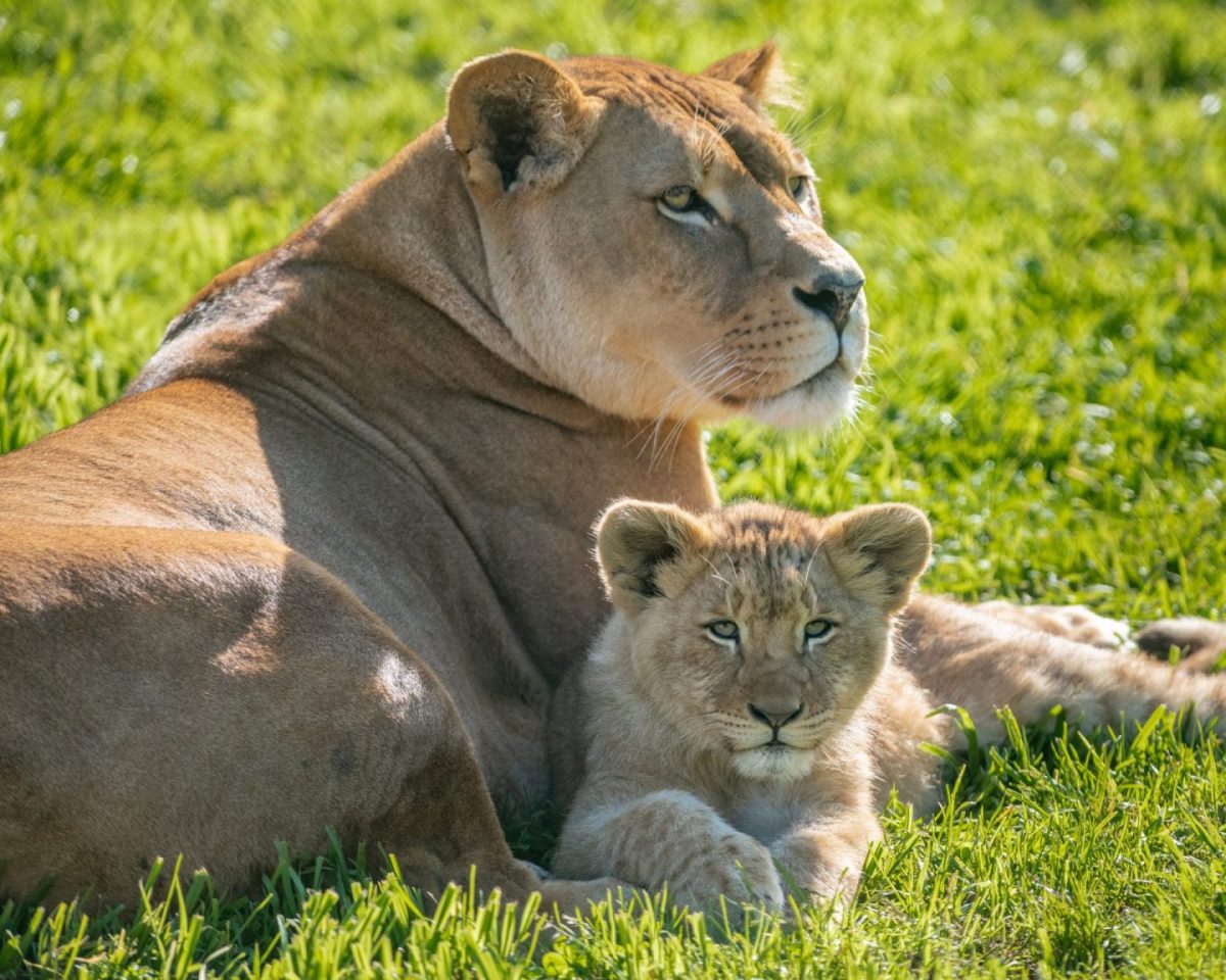 a lion cub and mother laying down