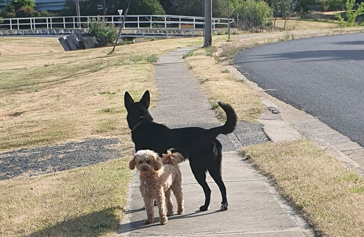 loose dogs on footpath near road