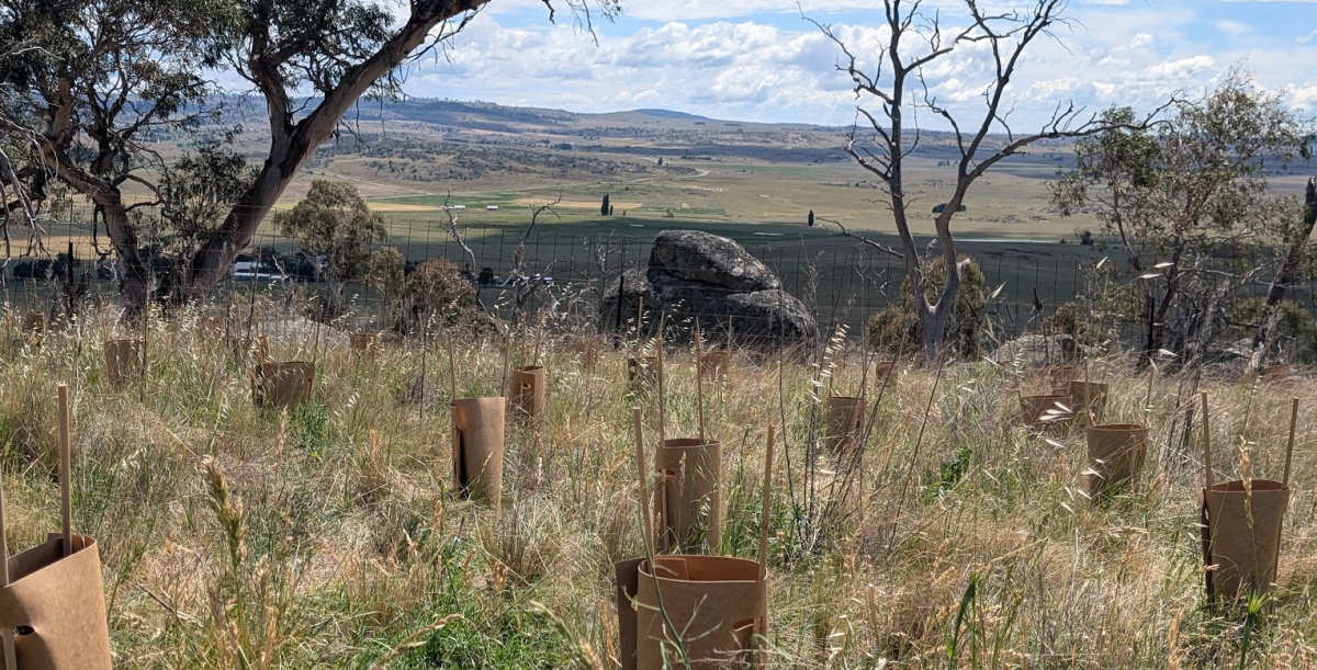 New plants added to die-back affected planting sites to restore landscape to the original Monaro Gourock Frost Hollow Grassy Woodland plant community type. 