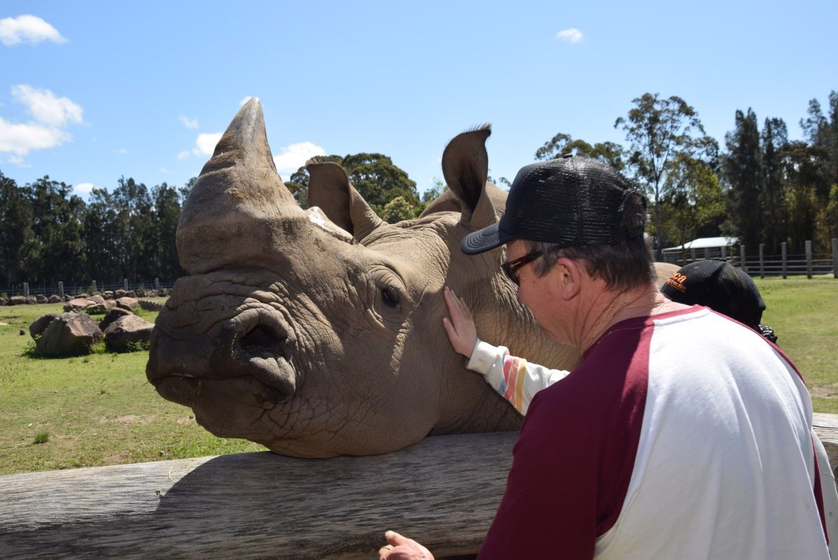 The white rhino is affectionate and enjoys a good scratch. A close encounter with the white rhino is a highlight of the Wildlife Sunset Tour.