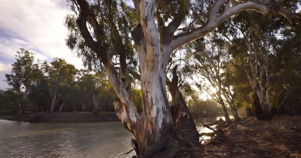 Body found of 37-year-old who went missing at Darlington Point on Australia Day