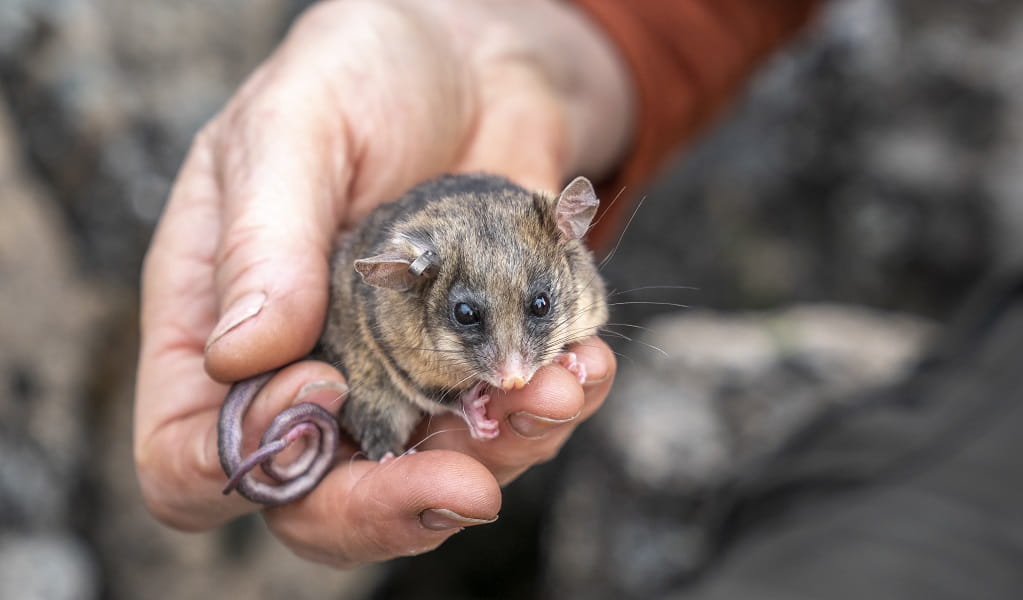 a photo of a mountain pygmy possum being held delicately in someone's hand 