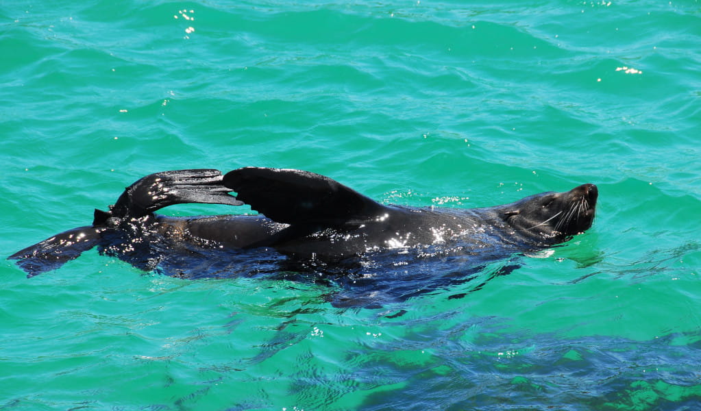 Seal swimming in bright blue water