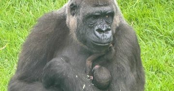 Look out Kaius, there's a new baby gorilla in town