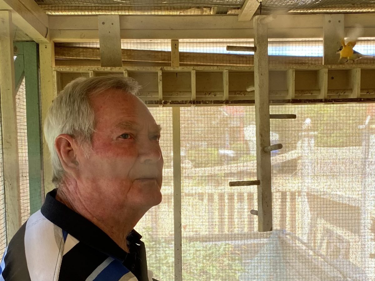 Alan Milne once bred canaries, building up numbers to about 50 in his aviary and shared his interest with numerous like-minded people in clubs in Yass and Goulburn. Only three canaries remain, as Alan moves on to other pastimes. 