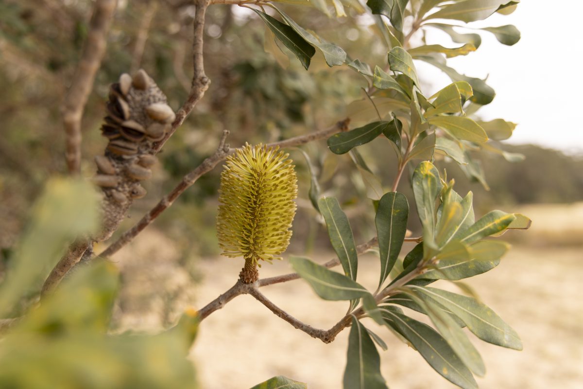 native plant