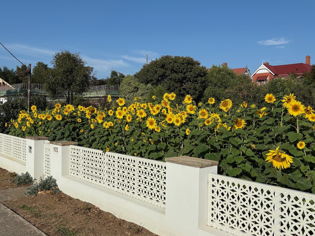 This striking stand of sunflowers has captured the attention of motel guests next door and passersby.