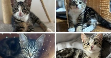 Eurobodalla Animal Welfare League's Pets of the Week: Meet Tiger, Ollie, Lexie and Dexter!