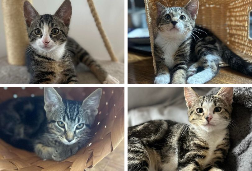 Clockwise from top right, Ollie, Dexter, Lexie and Tiger have just turned four months old and are on the prowl for their new homes. 