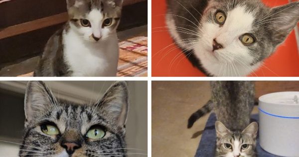 Eurobodalla Animal Welfare League's Pets of the Week: Meet Chekhov, Varg, Tish and Cleo!