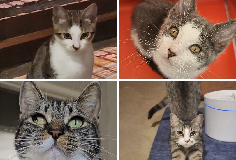 Clockwise from top left: Chekhov, Varg, Tish and Cleo are on the prowl for love this February. 