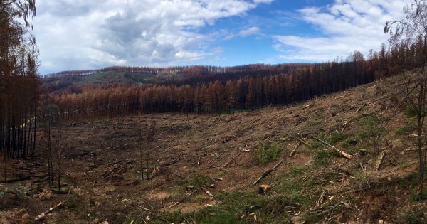 $13m in fire protection projects to safeguard southern NSW timber plantations