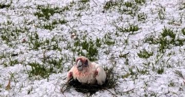 Story of hope amid thousands of birds lost in storm-devastated Hilltops town