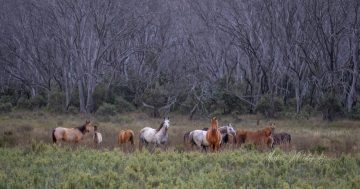 Government response to aerial brumby culling sparks outrage, and a warning