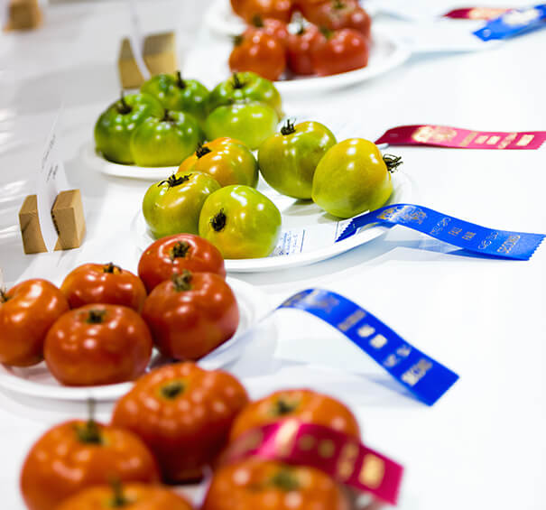 photo of tomatoes for the delegate show