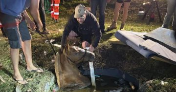 Horse in a hole: Unique rescue brings multiple agencies to South Coast property