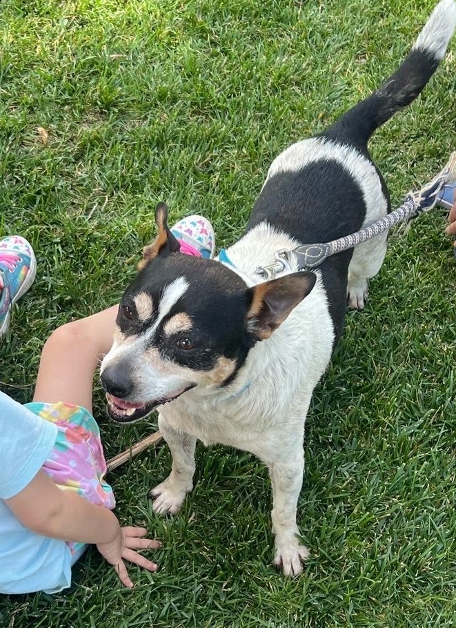 Fox terrier cross Buddy is everyone's friend - he loves humans of all ages and sizes as well as other dogs. Is there a place in your family for him? 