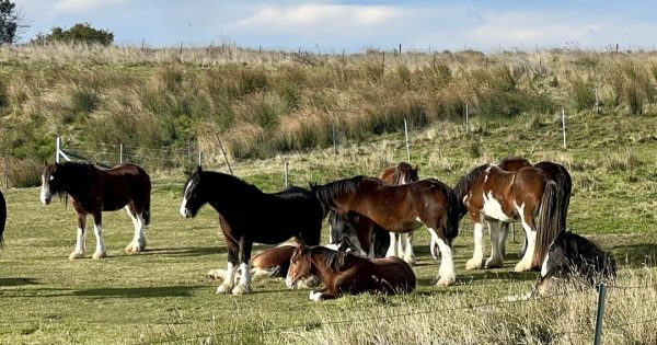 Meet the Braidwood horse stud owners keeping traditions alive and kicking