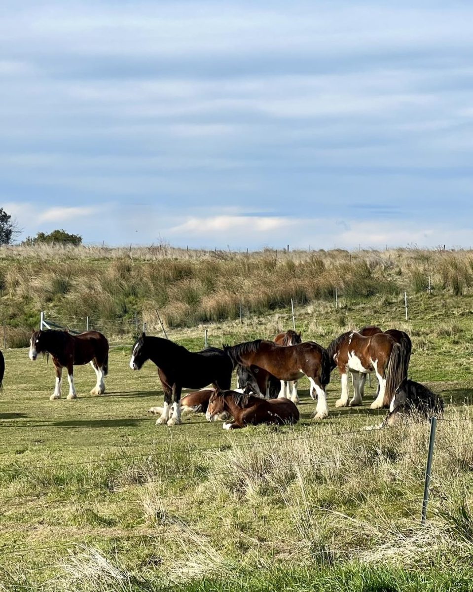 Several horses in a paddock