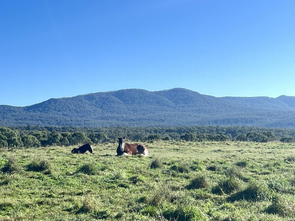 Several horses lying down in a field with mountains in the background