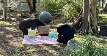 The National Zoo needs your help to save bears from illegal farming in Asia