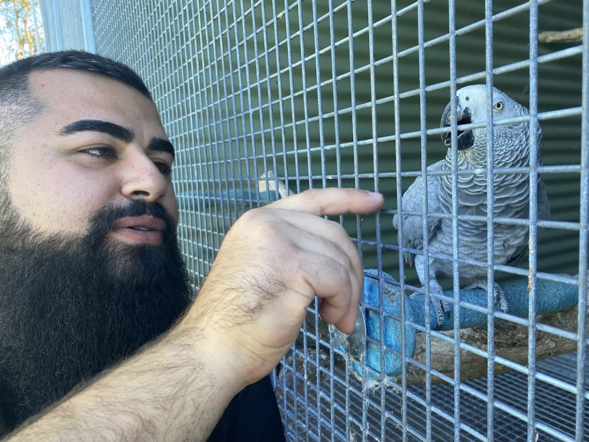 man with parrots