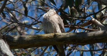 Noisy Friarbirds: noisy yes, but why a friar?