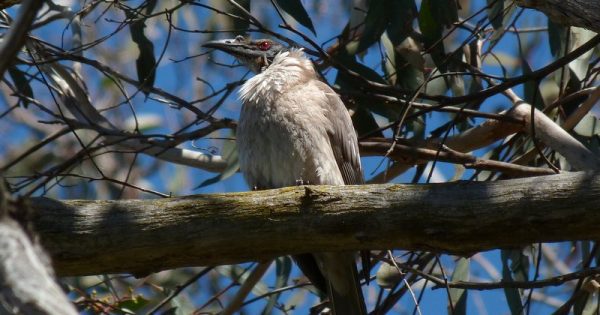 Noisy Friarbirds: noisy yes, but why a friar?