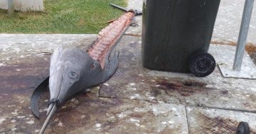 'Like a crime scene': Dead marlin dumped near Bermagui ocean pool distresses locals