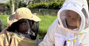 Eurobodalla beekeepers abuzz with plans to fight deadly parasite